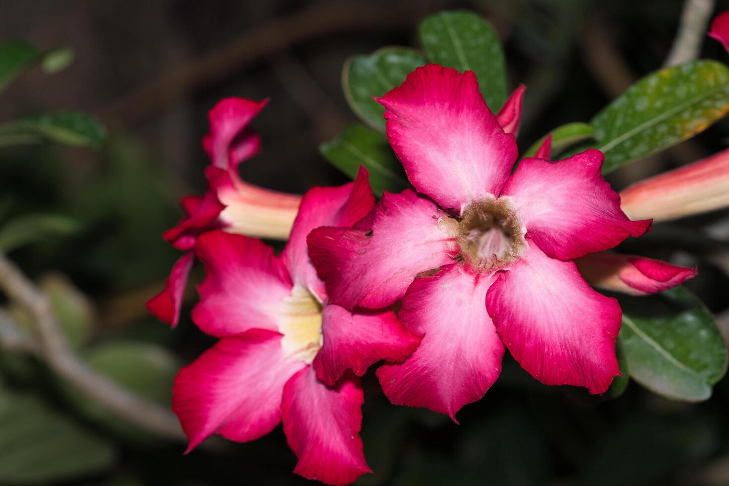 calachuchi ou plumeria foto