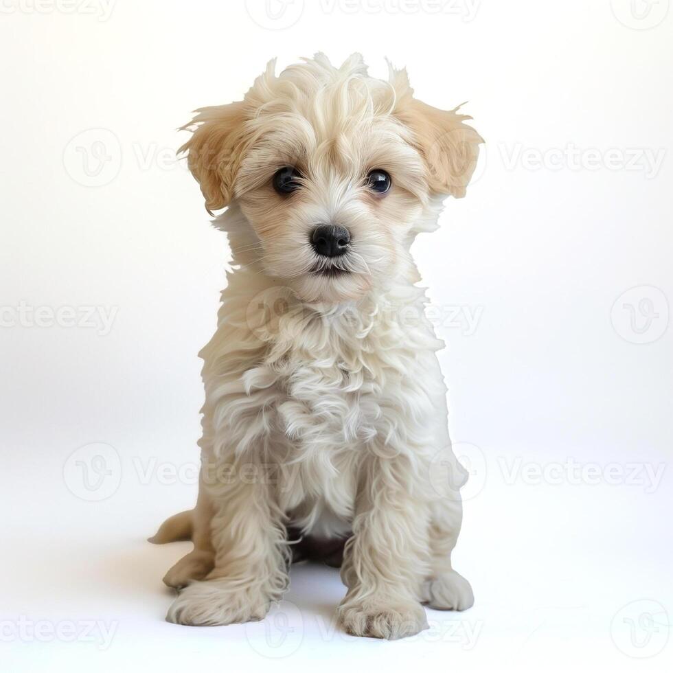 ai gerado fofo branco cachorro em branco pano de fundo foto