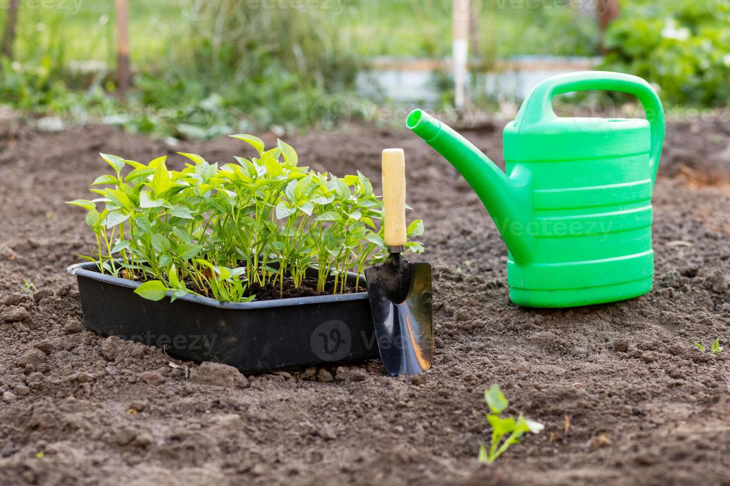 plantio vegetal mudas dentro jardim camas com Preto solo foto