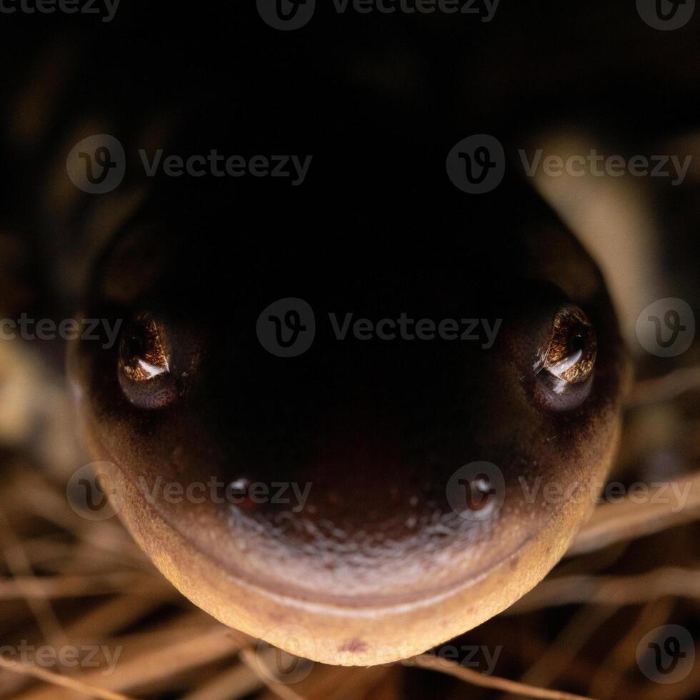 Oriental tigre salamandra, ambistoma tigrinum foto