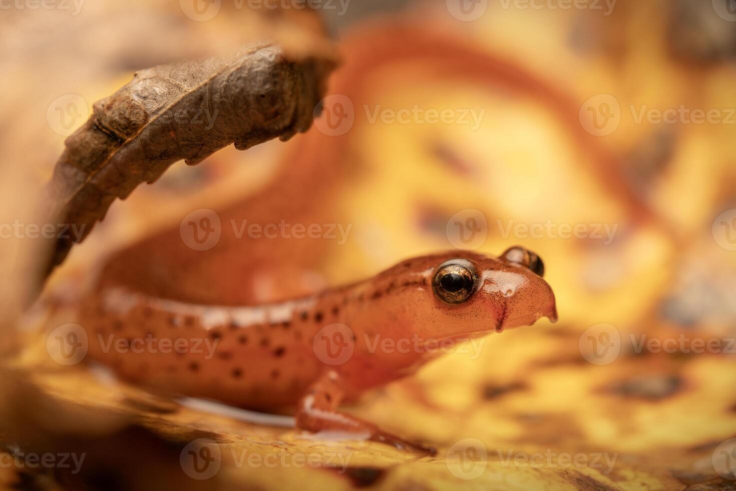 carolina montes de areia salamandra, eurycea arenicola foto