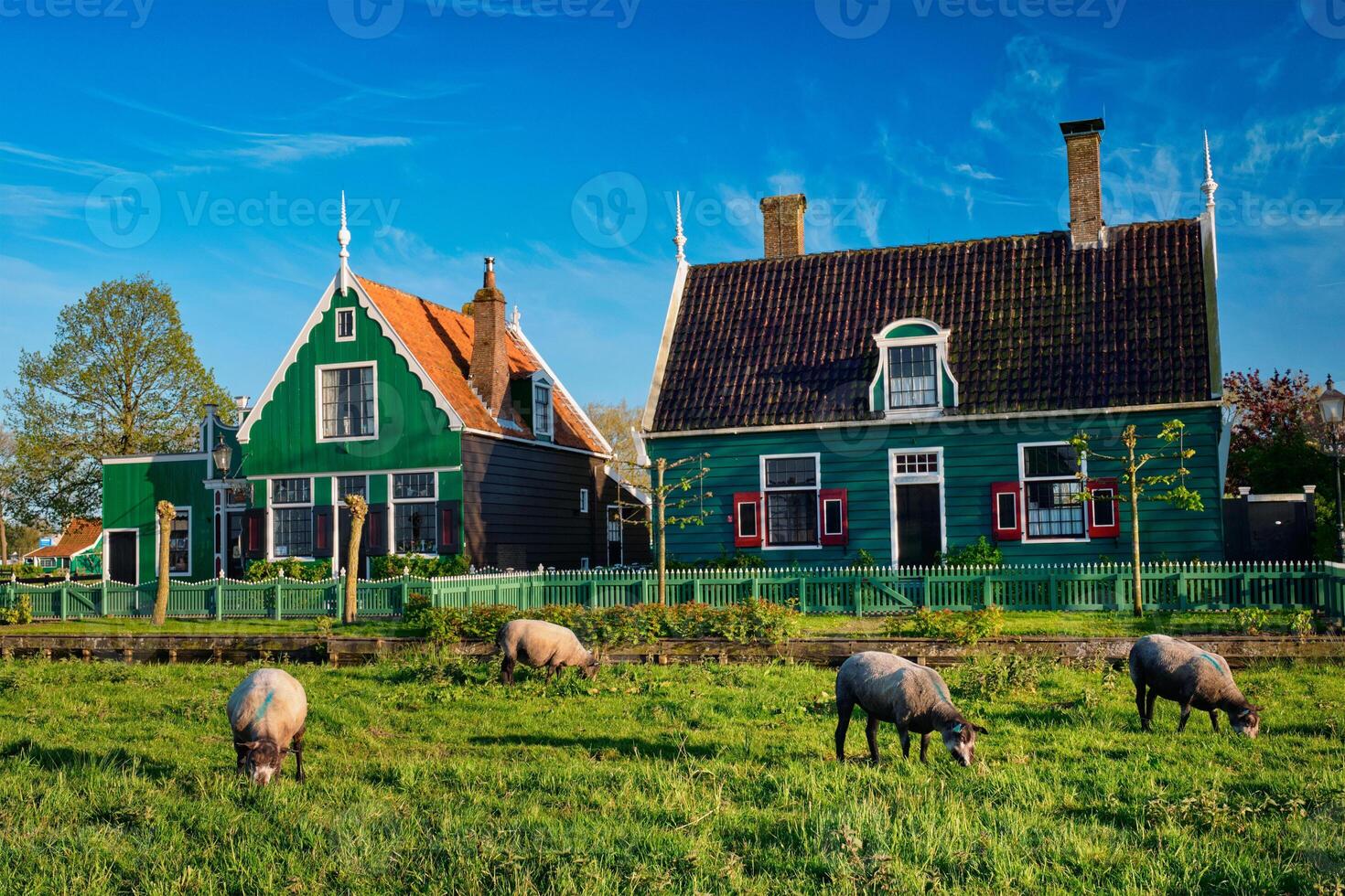 ovelhas pastar perto Fazenda casas dentro a museu Vila do Zaanse foto