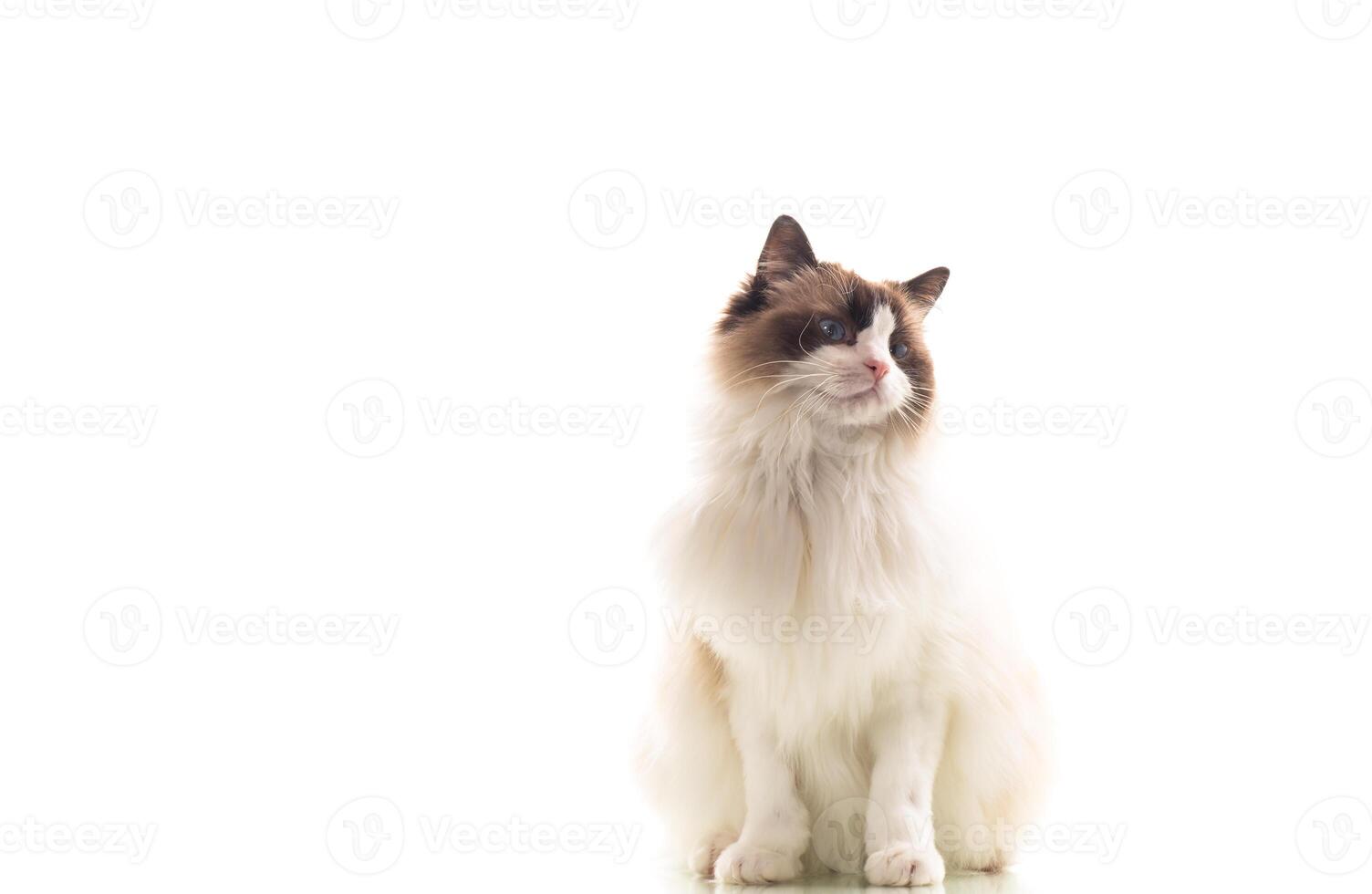 lindo jovem saudável boneca de pano gato em uma branco fundo. foto