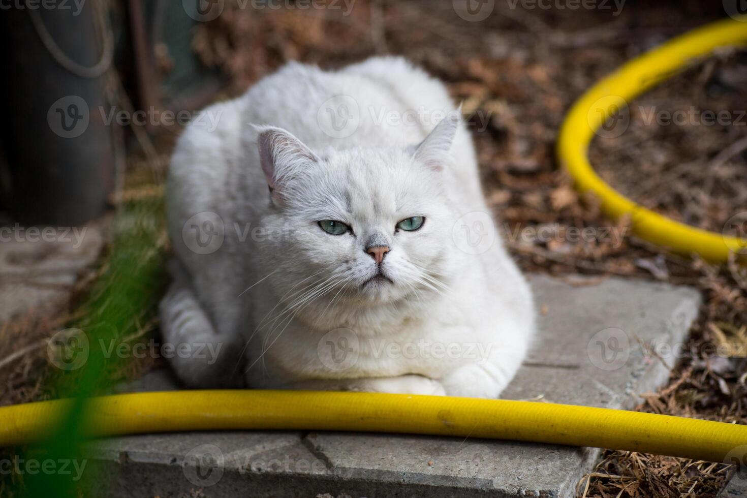 adulto gato procriar escocês chinchila do luz cinzento cor, anda em ao ar livre foto