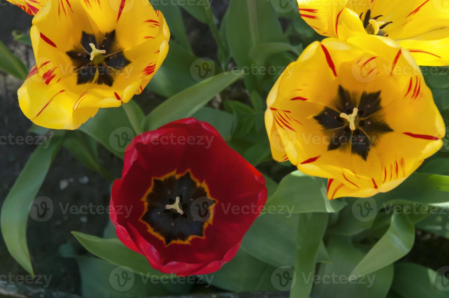 vermelho e amarelo tulipas dentro a jardim fechar acima foto