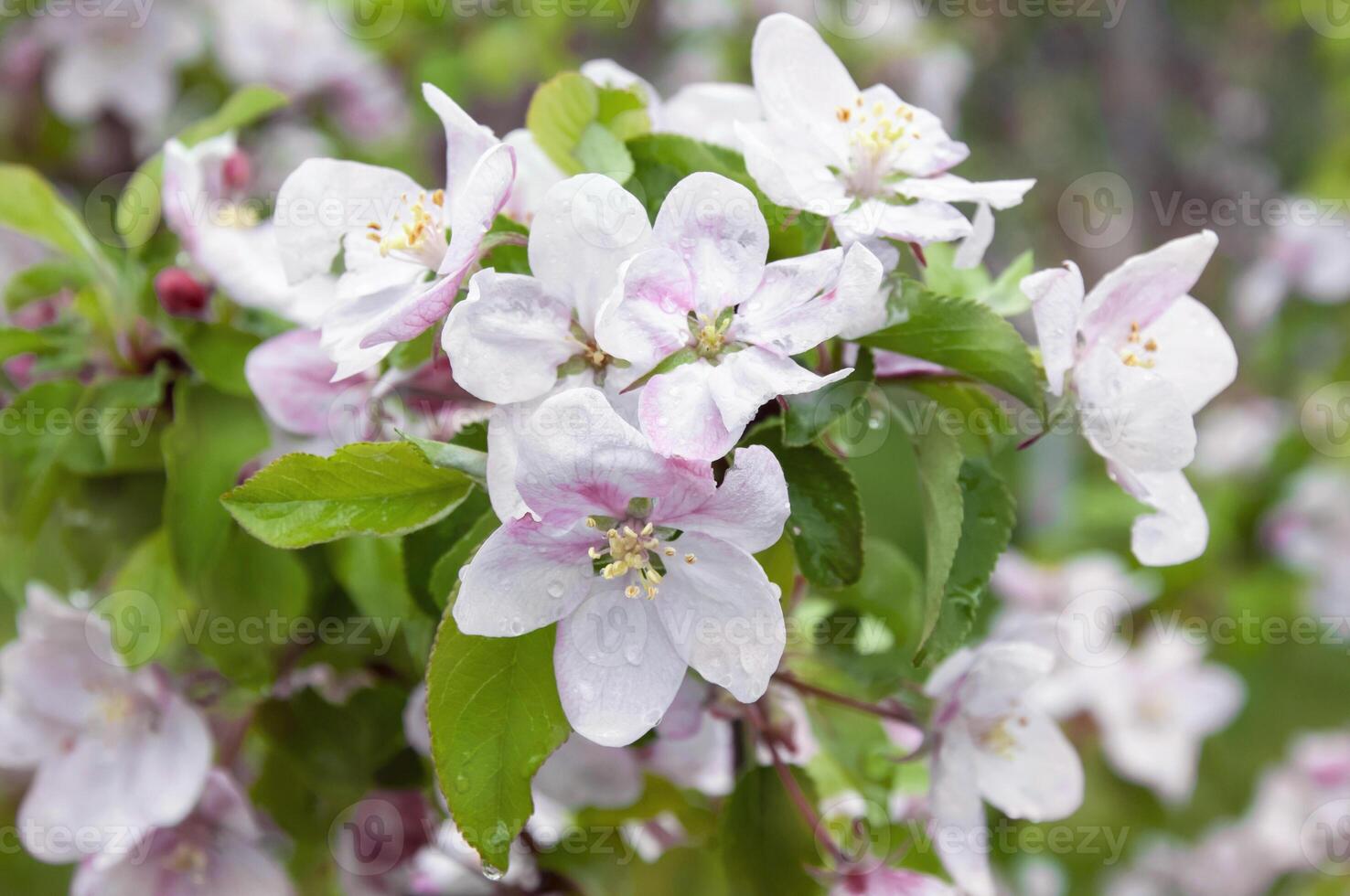 florescendo fruta árvore. Rosa cereja Flor flor em uma caloroso Primavera dia foto