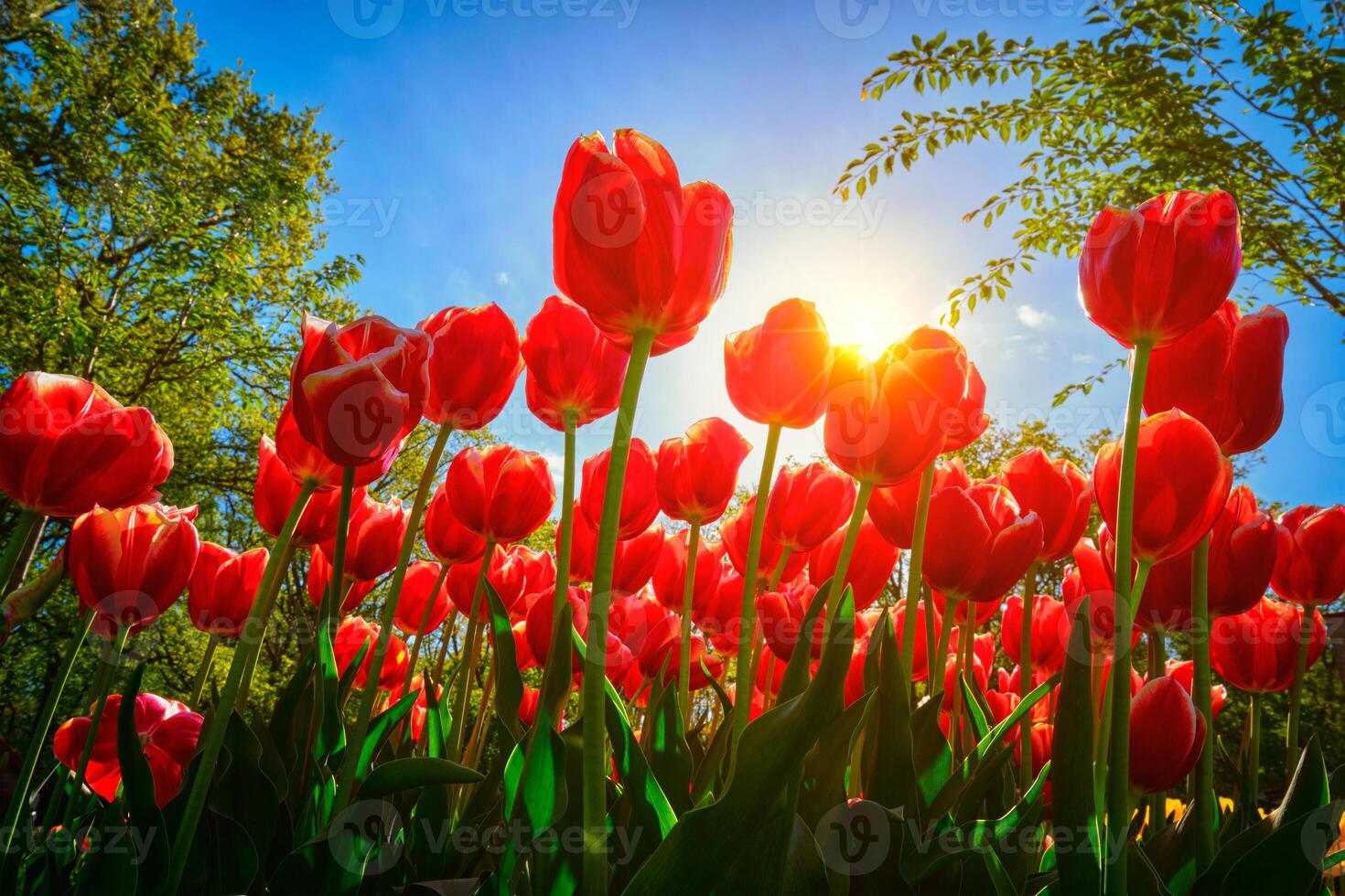 florescendo tulipas contra azul céu baixo vantagem ponto foto