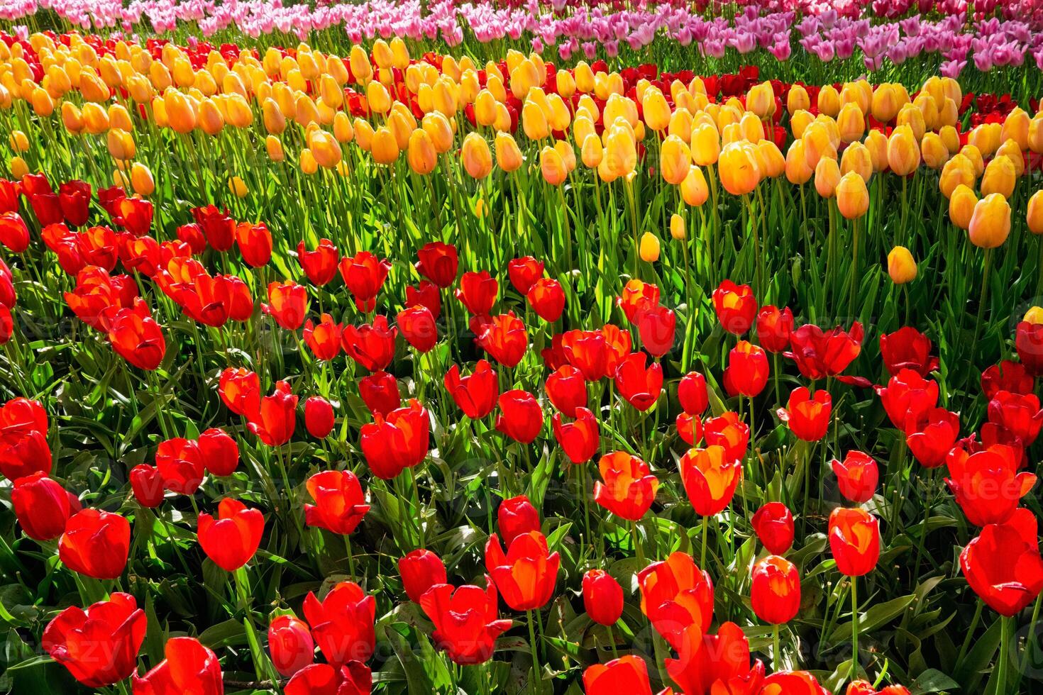 florescendo tulipas canteiro de flores dentro Keukenhof flor jardim, Holanda foto