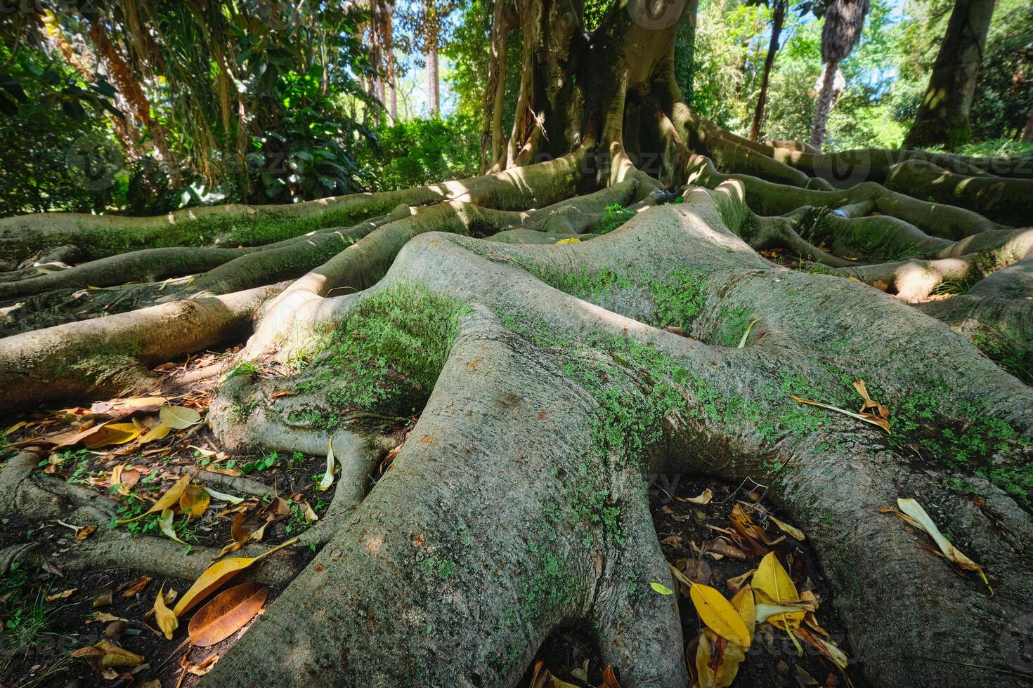 ficus macrophylla tronco e raízes fechar acima foto