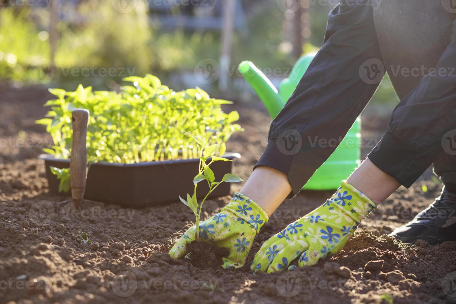 fêmea agricultor mãos plantio para solo plantinha dentro a vegetal jardim foto