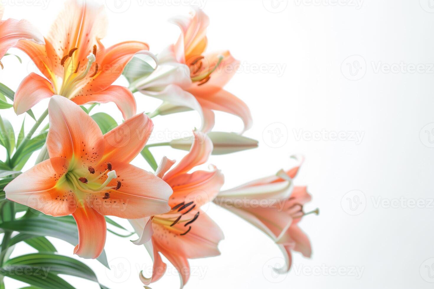 ai gerado primavera elegância, Rosa e branco lírios foto