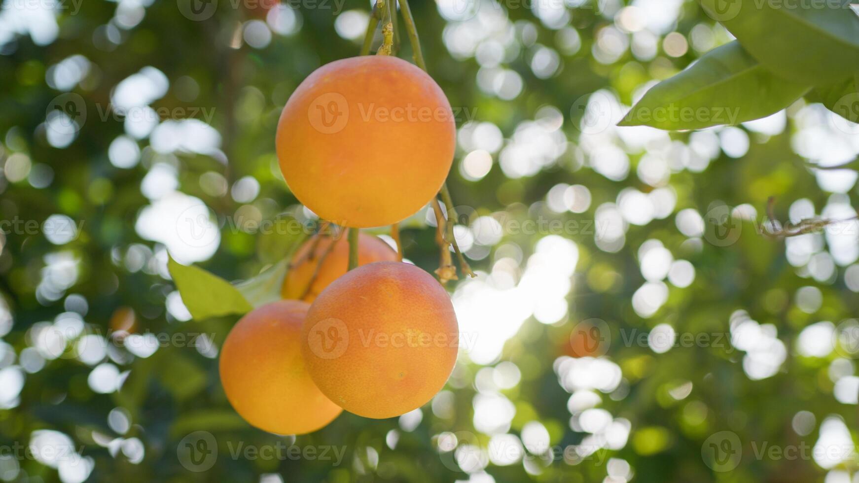 tangerinas suave beijou de Primavera luz solar foto