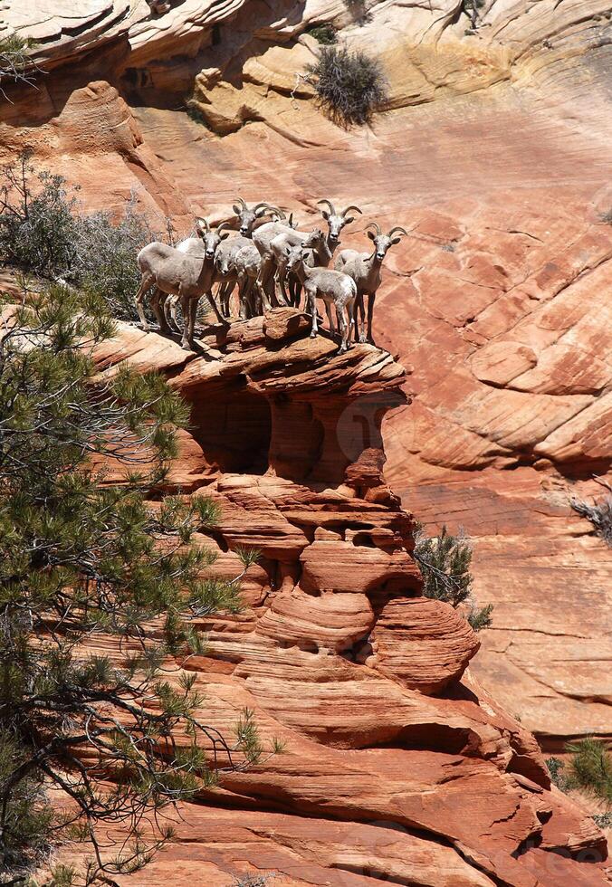 bighorns em a Beira foto