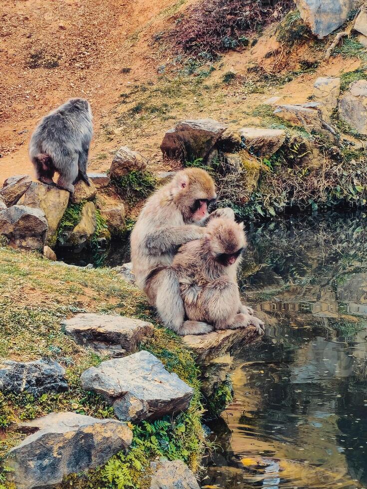 dois macacos vivo dentro japonês natureza foto