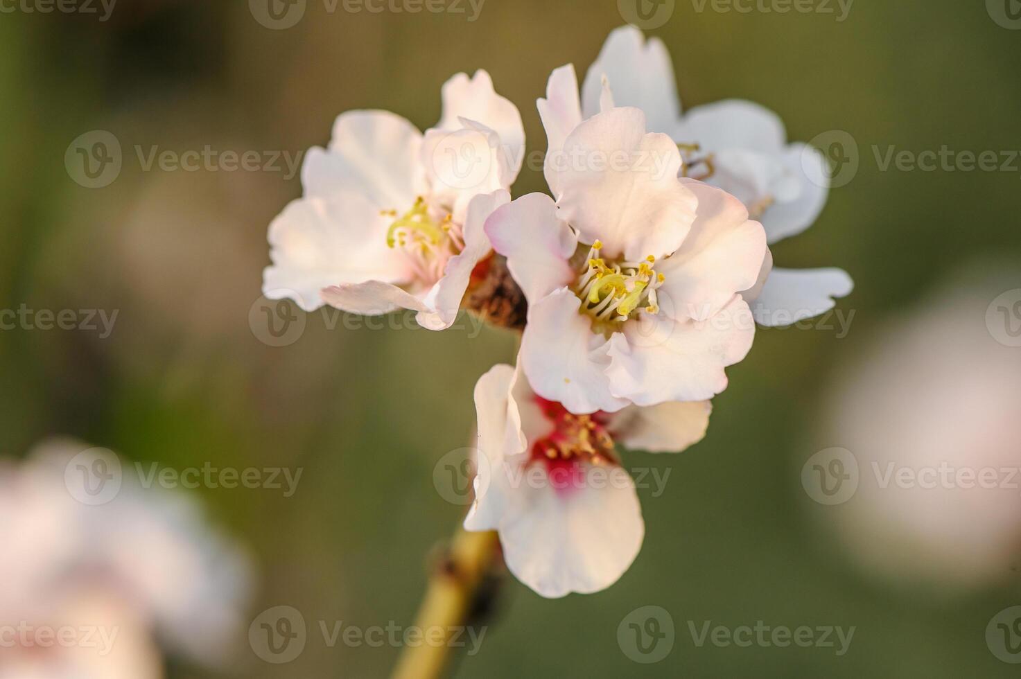 amêndoa Flor em uma Fazenda dentro Chipre dentro Primavera 5 foto