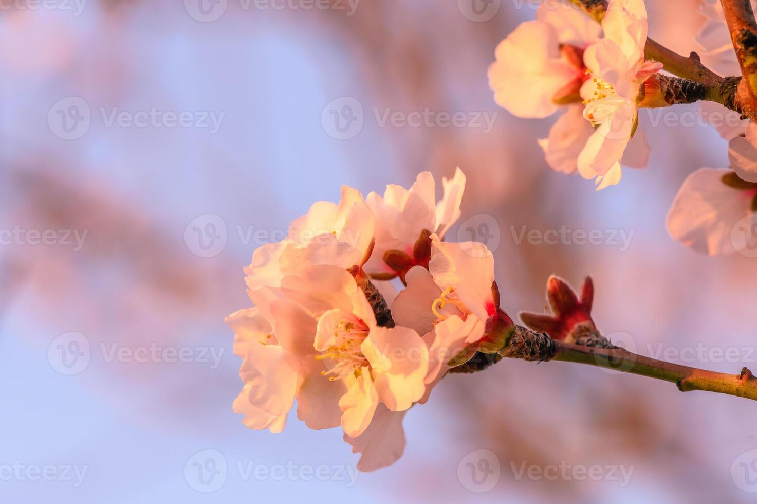 amêndoa Flor em uma Fazenda dentro Chipre dentro Primavera foto