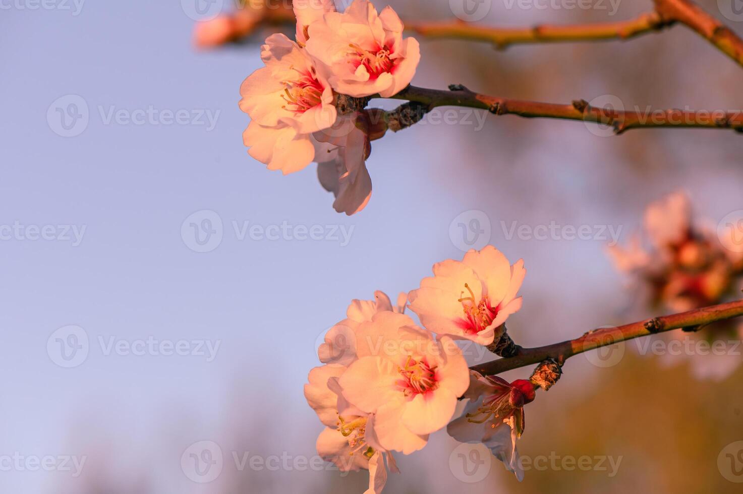 extremo fechar-se do Rosa amêndoa flores contra azul céu - seletivo foco 7 foto