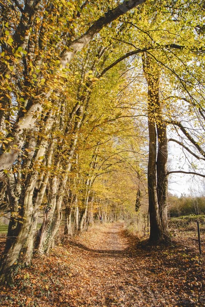 colorida outono floresta dentro a brabante ferido nacional parque. cor durante Outubro e novembro dentro a Belga interior. a diversidade do tirar o fôlego natureza foto