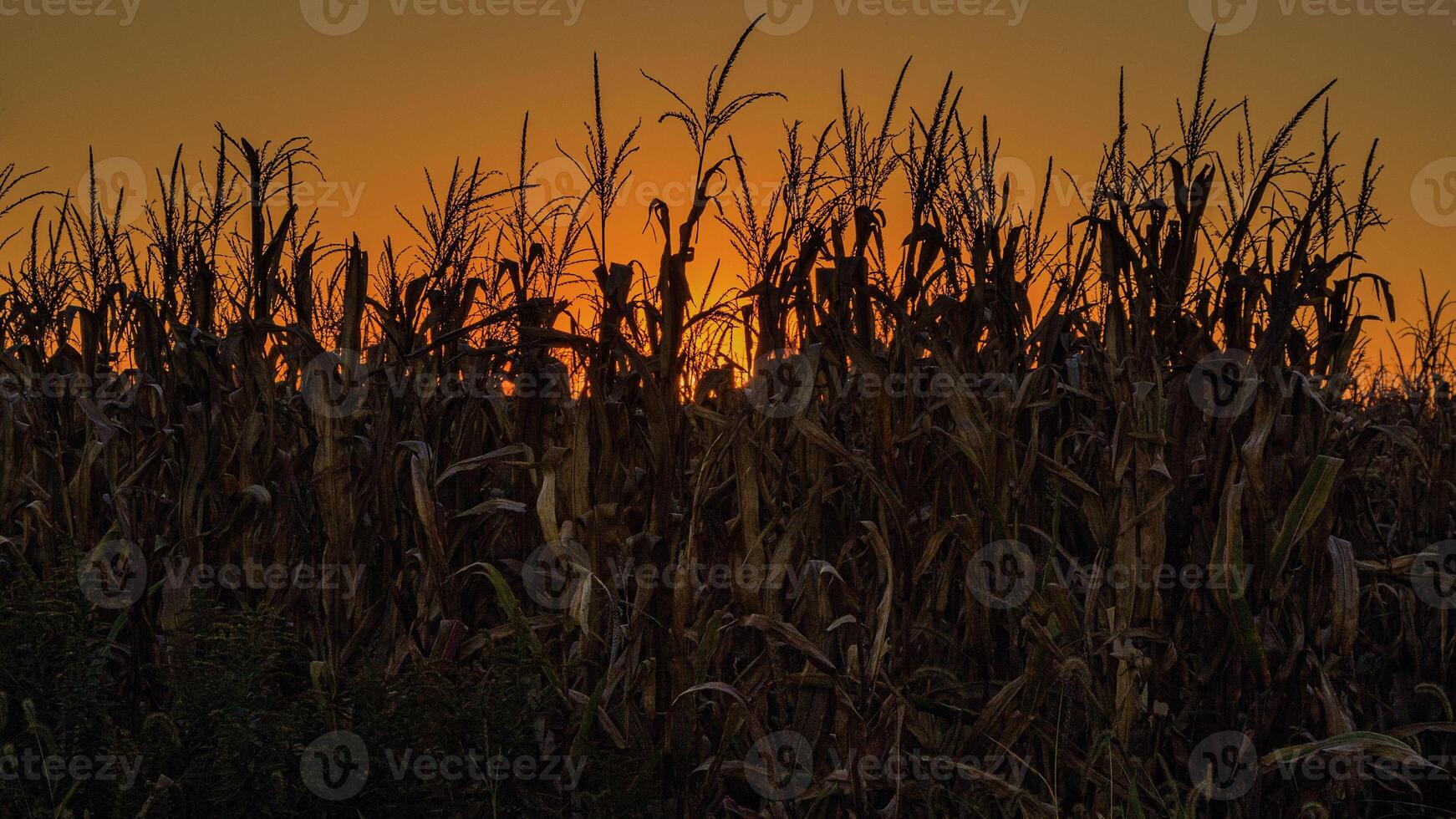 pôr do sol sobre a milho campo aproximando-se colheita Tempo Fora em a Fazenda foto