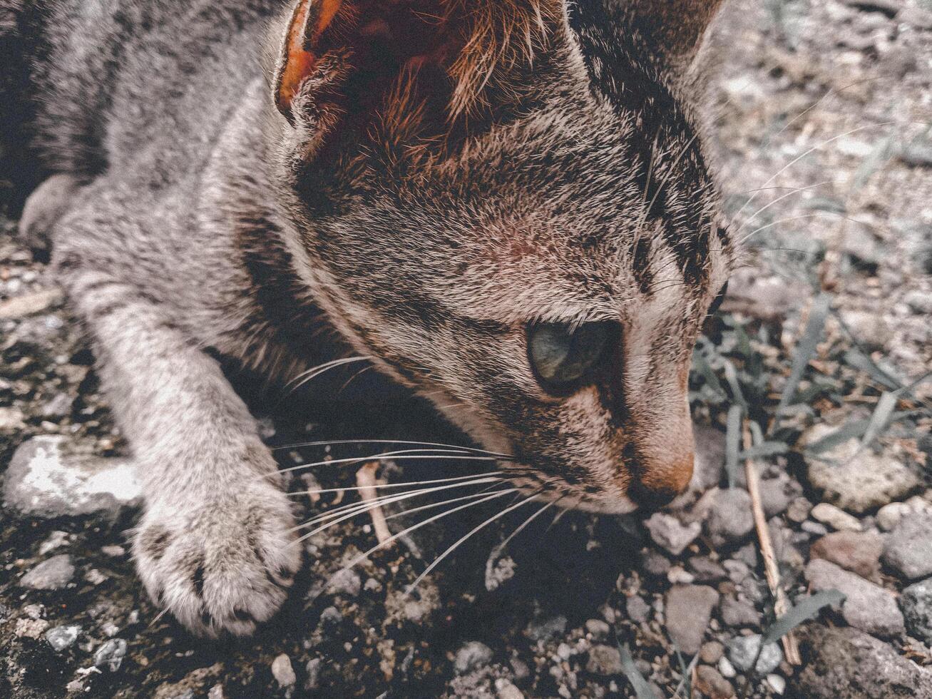 retrato do uma gato encarando baixa Está presa foto