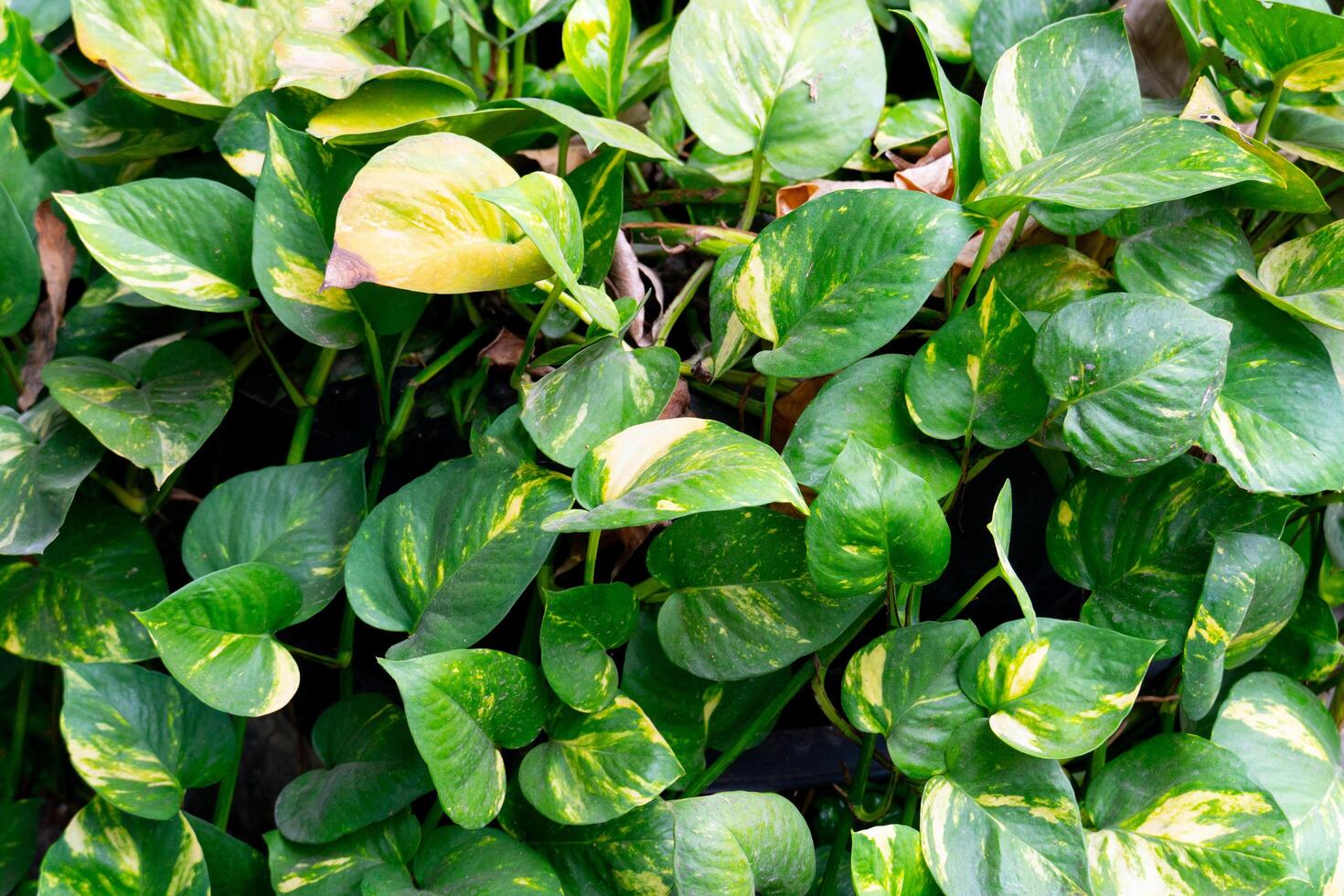 verde e amarelo betel variegado betel folhas este cobrir a superfície densamente. para natureza fundo. foto