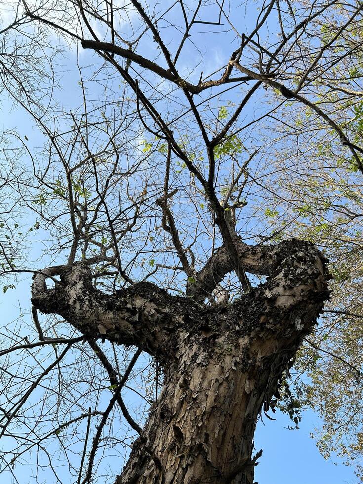 antigo árvore galhos alcançando em direção ao céu foto