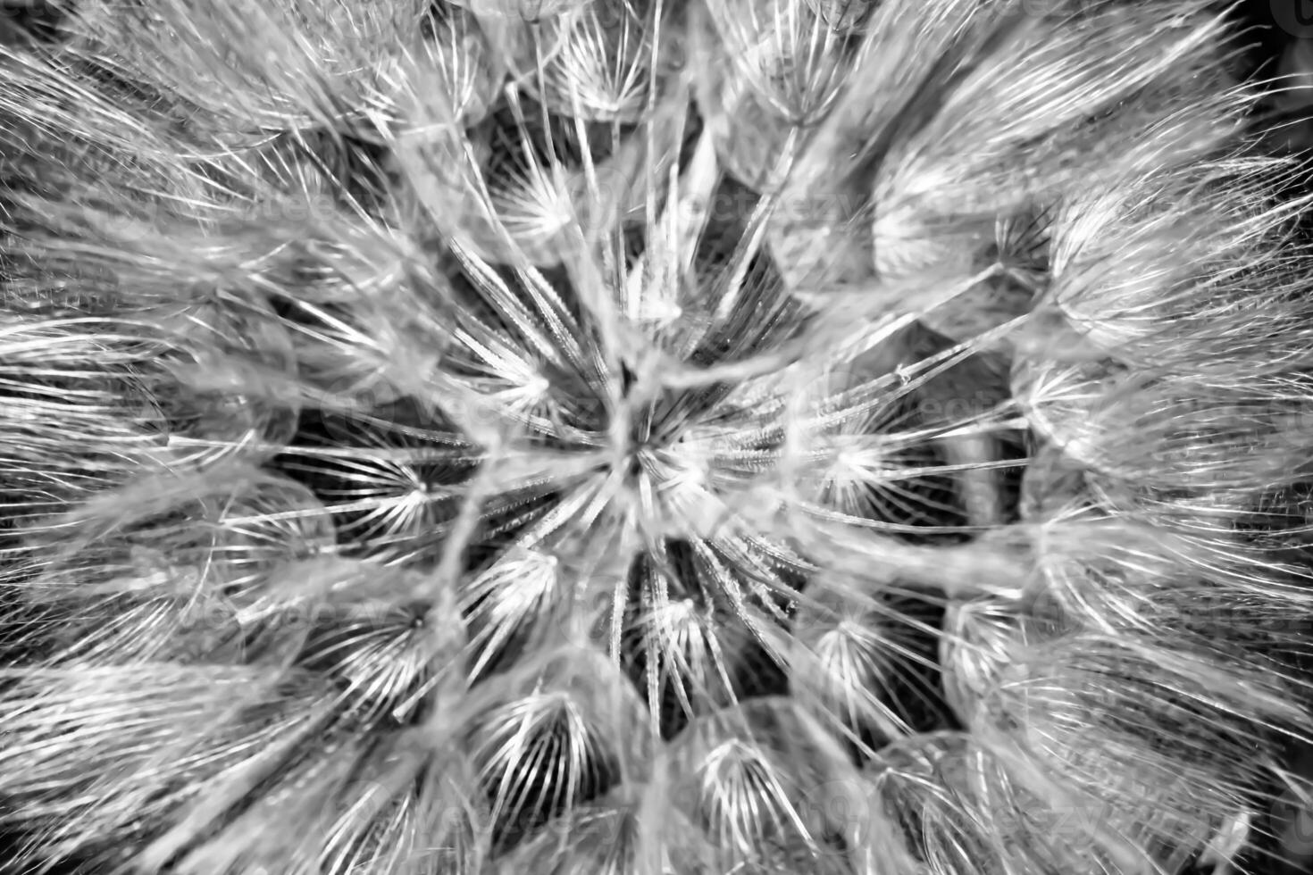 dente-de-leão de sementes de flores silvestres em prado de fundo foto