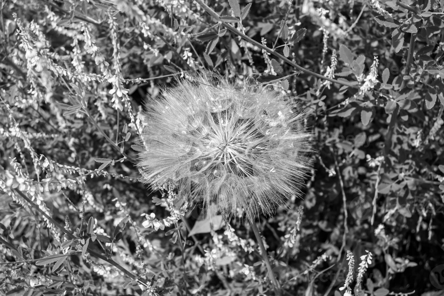 dente-de-leão de sementes de flores silvestres em prado de fundo foto