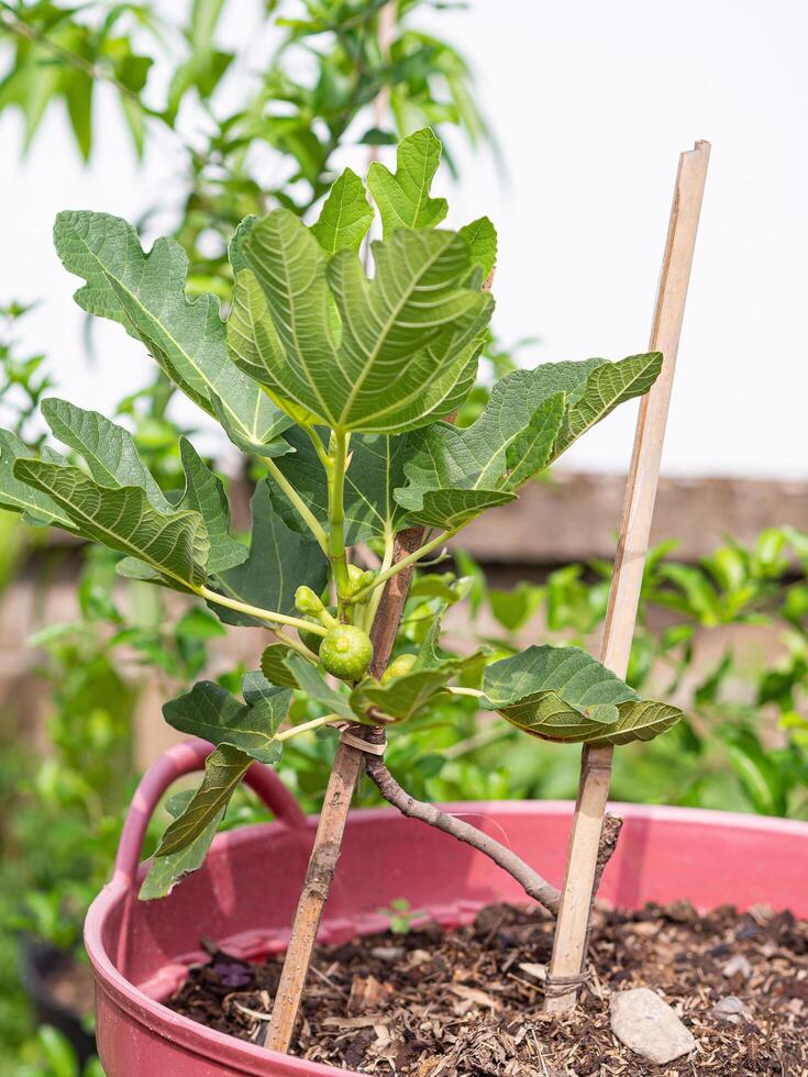 fechar-se do uma FIG árvore plantado dentro planta de casa dentro a tropical jardim. conceito do saudável fruta foto