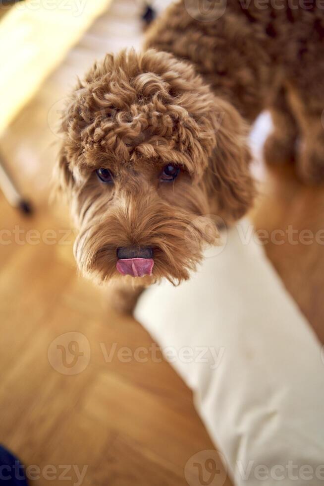 cockapoo com uma travesseiro lambidas, mostra língua foto