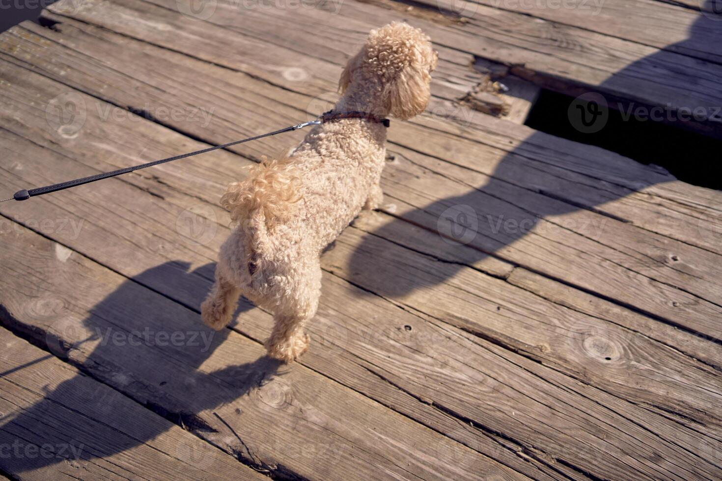 velho cachorro em uma trela em uma estragado de madeira cais dentro severo luz foto