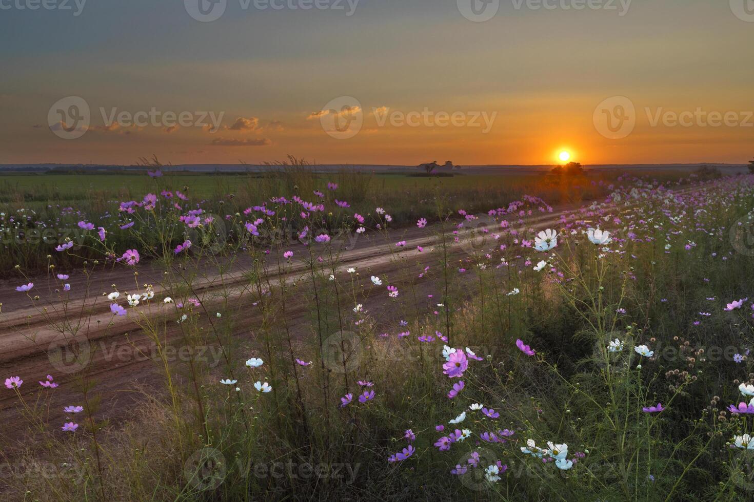 Rosa e branco cosmos flores às pôr do sol foto