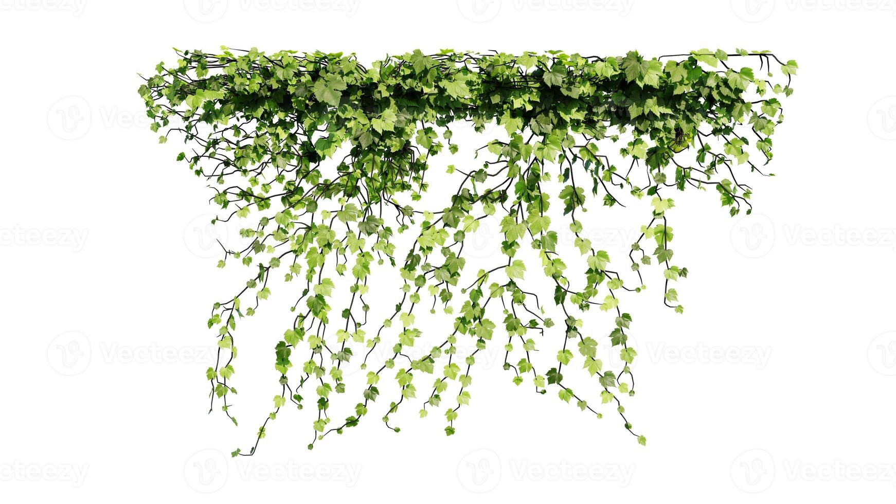 hera e flor videira verde plantar folhas trópico pendurado, escalada isolado em branco fundo foto
