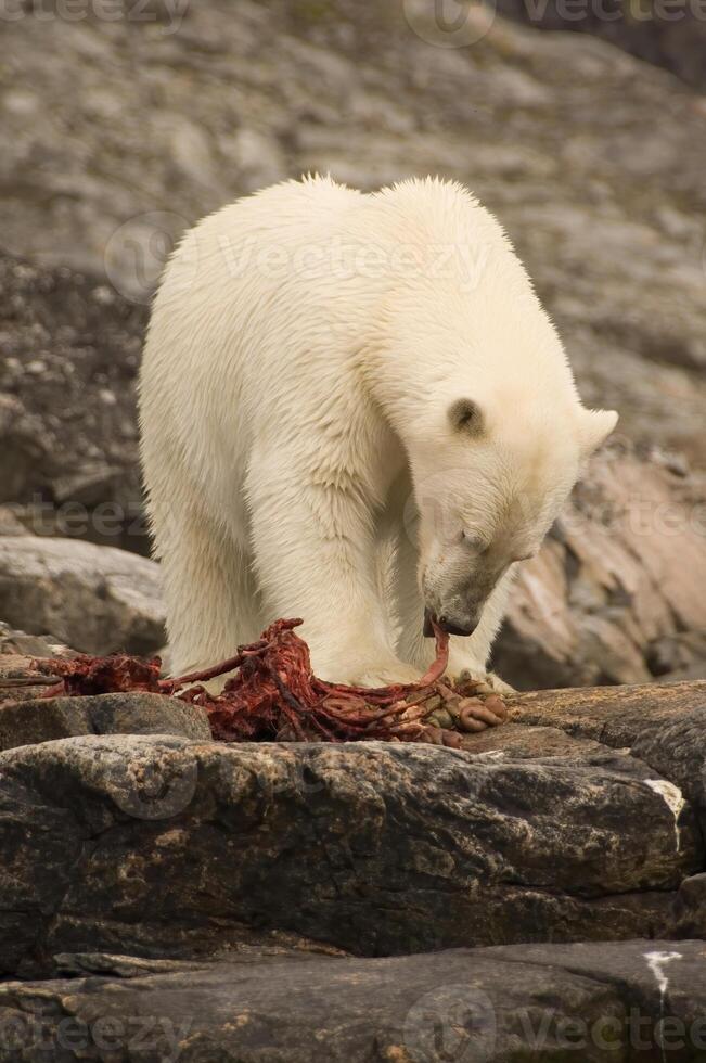 polar urso, Ursus marítimo, alimentando em uma foca carcaça, botão ilhas, labrador, Canadá foto