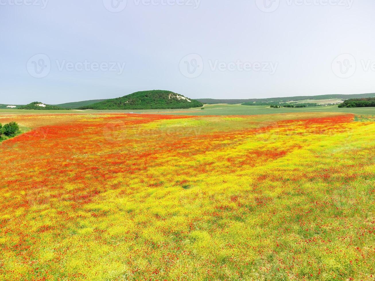 campo do vermelho papoulas. aéreo visualizar. lindo campo escarlate papoilas flores com seletivo foco. vermelho papoilas dentro suave claro. clareira do vermelho papoulas. Papaver sp. ninguém foto