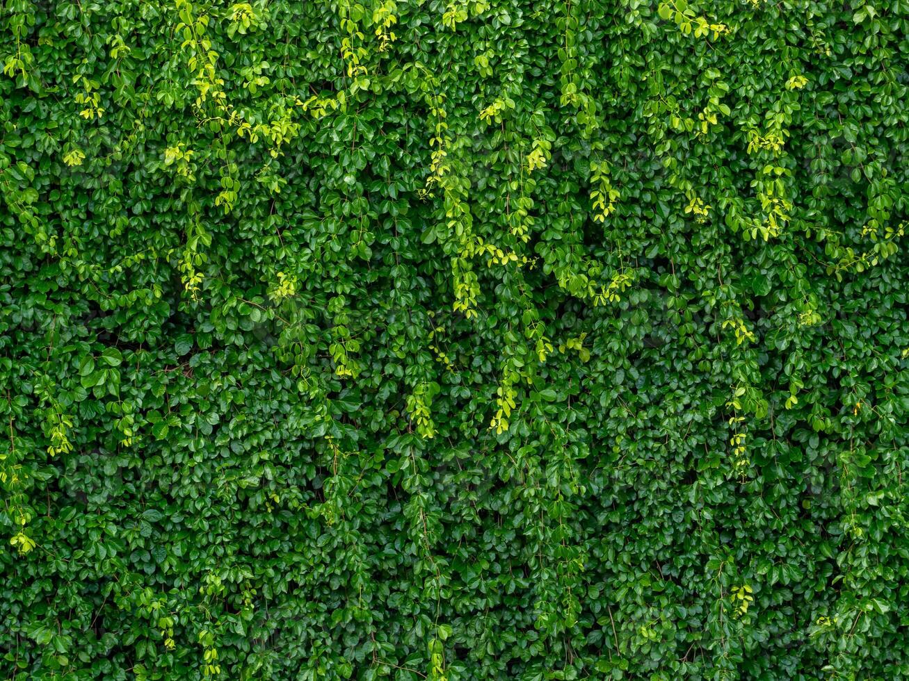 verde folhas parede fundo e Casamento pano de fundo. foto