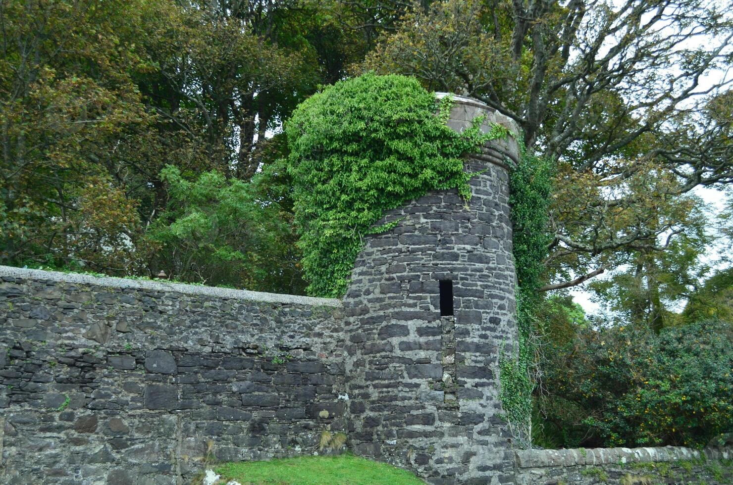 dunollie castelo torre ruínas com grande quantidade do árvore crescimento foto