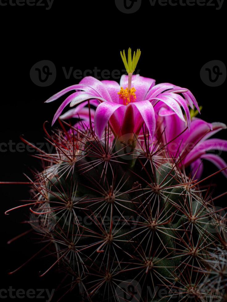 mamillaria Benneckei, uma tipo do cacto com gancho espinhos lá é uma tuberoso propagação. moita juntos para dentro uma grupo. florescendo flores estão Rosa cacto flores foto