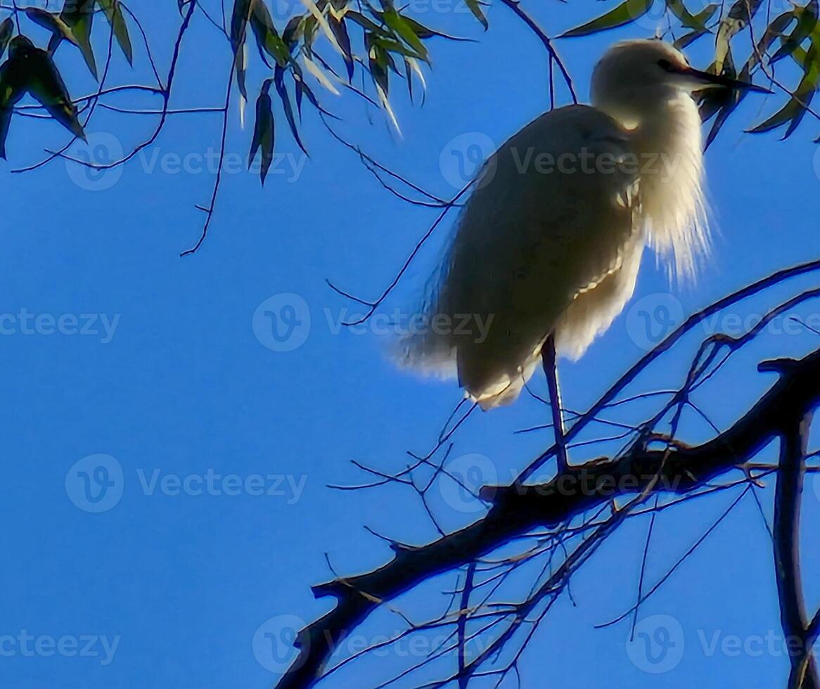 branco garça comum garça com empoleirado em uma árvore. foto