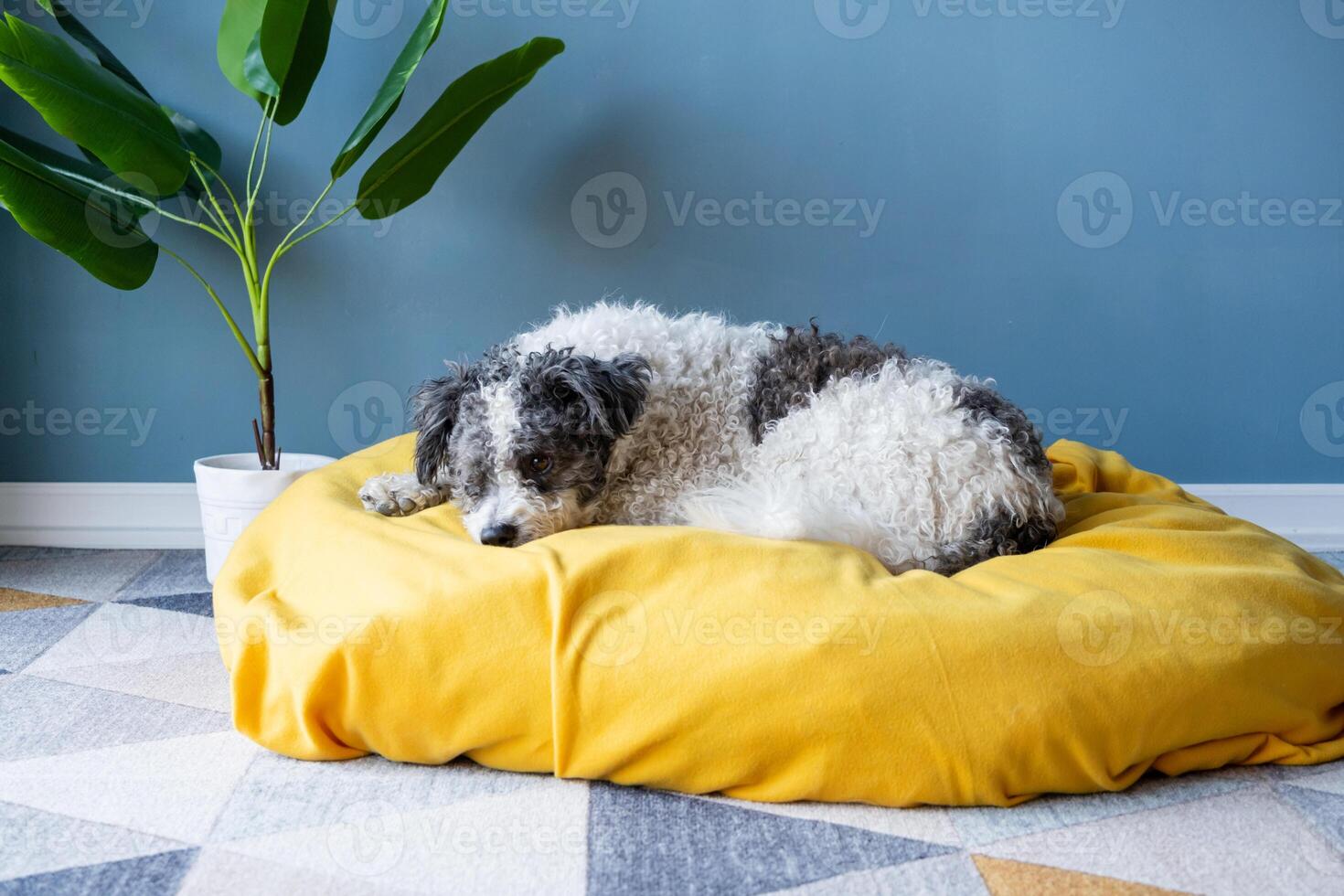 fofa bichon frise cachorro sentado em amarelo animal cama sobre azul parede fundo às casa foto