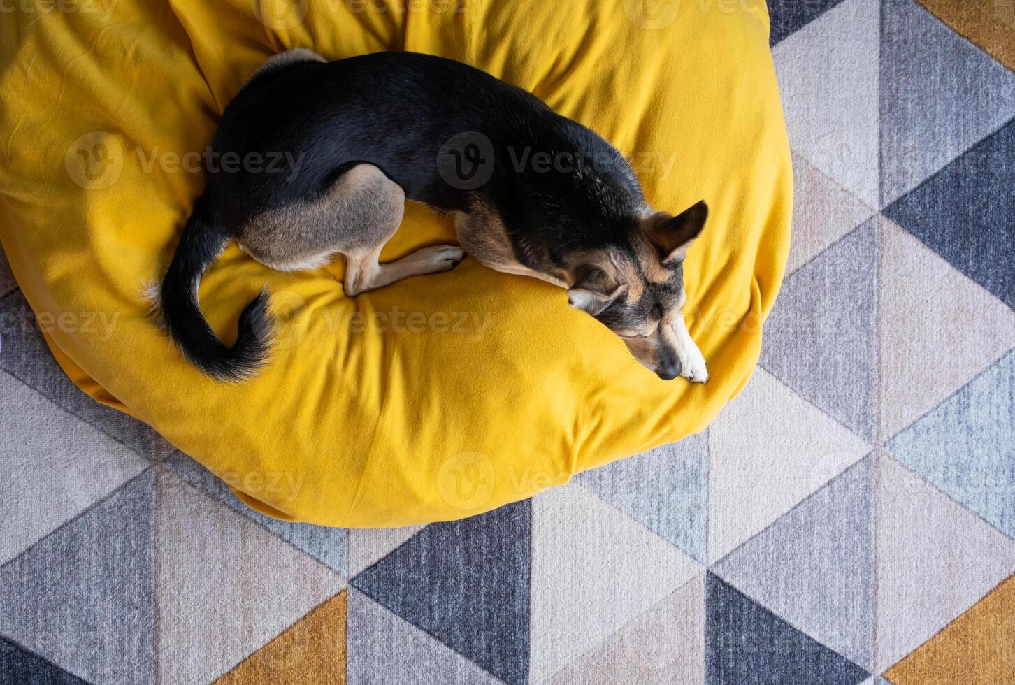 fofa cachorro sentado em amarelo animal cama sobre azul parede fundo às casa foto