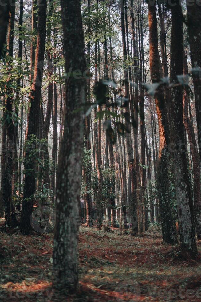 explorar sentul bogor espetacular cachoeiras e floresta trilhas. uma caminhada aventura com amigos dentro Gunung pancar. deslumbrante fotografia - Maravilhoso Indonésia foto