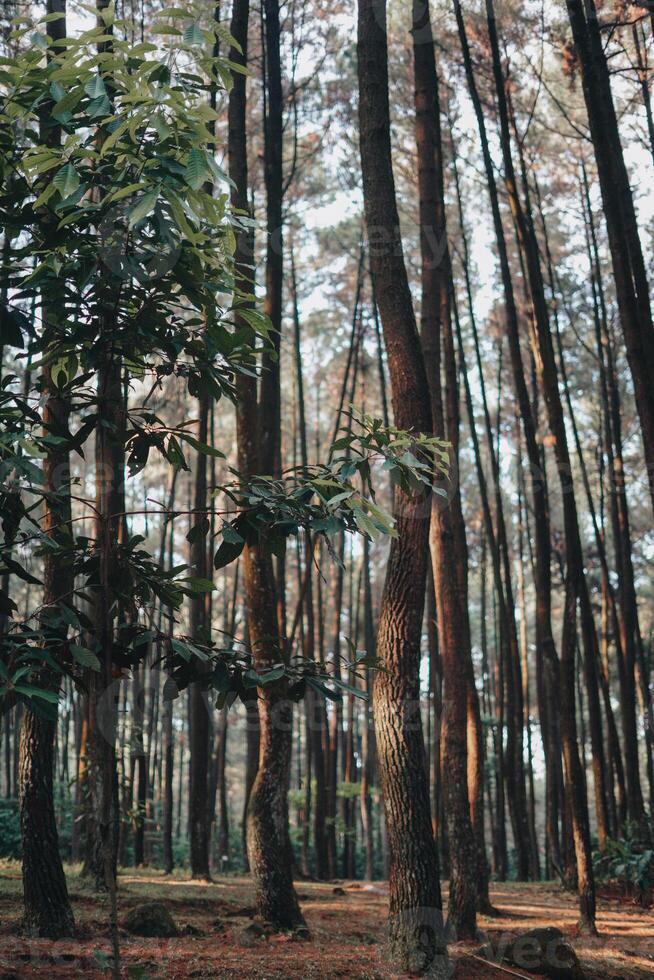 explorar sentul bogor espetacular cachoeiras e floresta trilhas. uma caminhada aventura com amigos dentro Gunung pancar. deslumbrante fotografia - Maravilhoso Indonésia foto