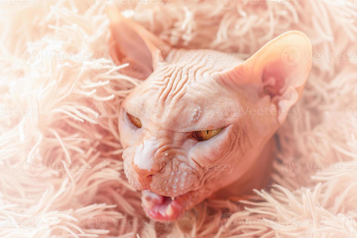 um gato esfinge careca em uma manta cor de pêssego. o gato Mia. foto