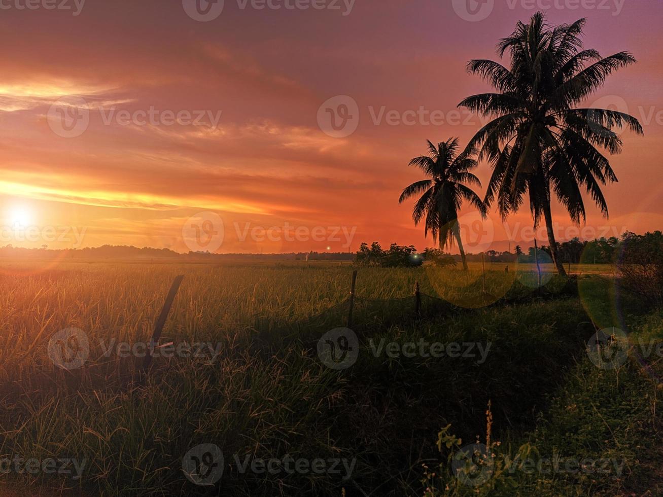 bela paisagem de pôr do sol vermelho com silhueta de árvore foto