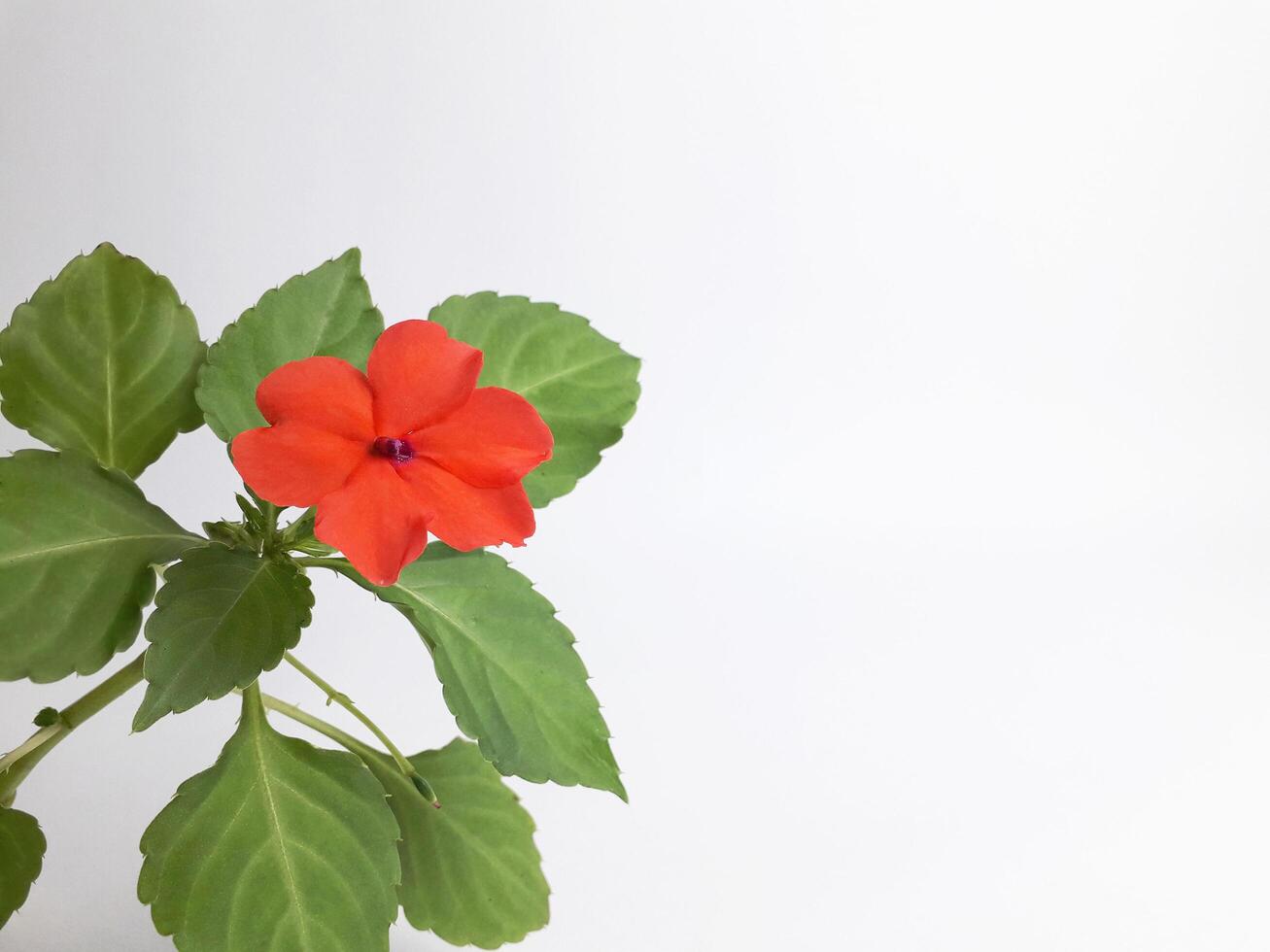 uma tropical ornamental plantar chamado impatiens hawkeri é floração foto