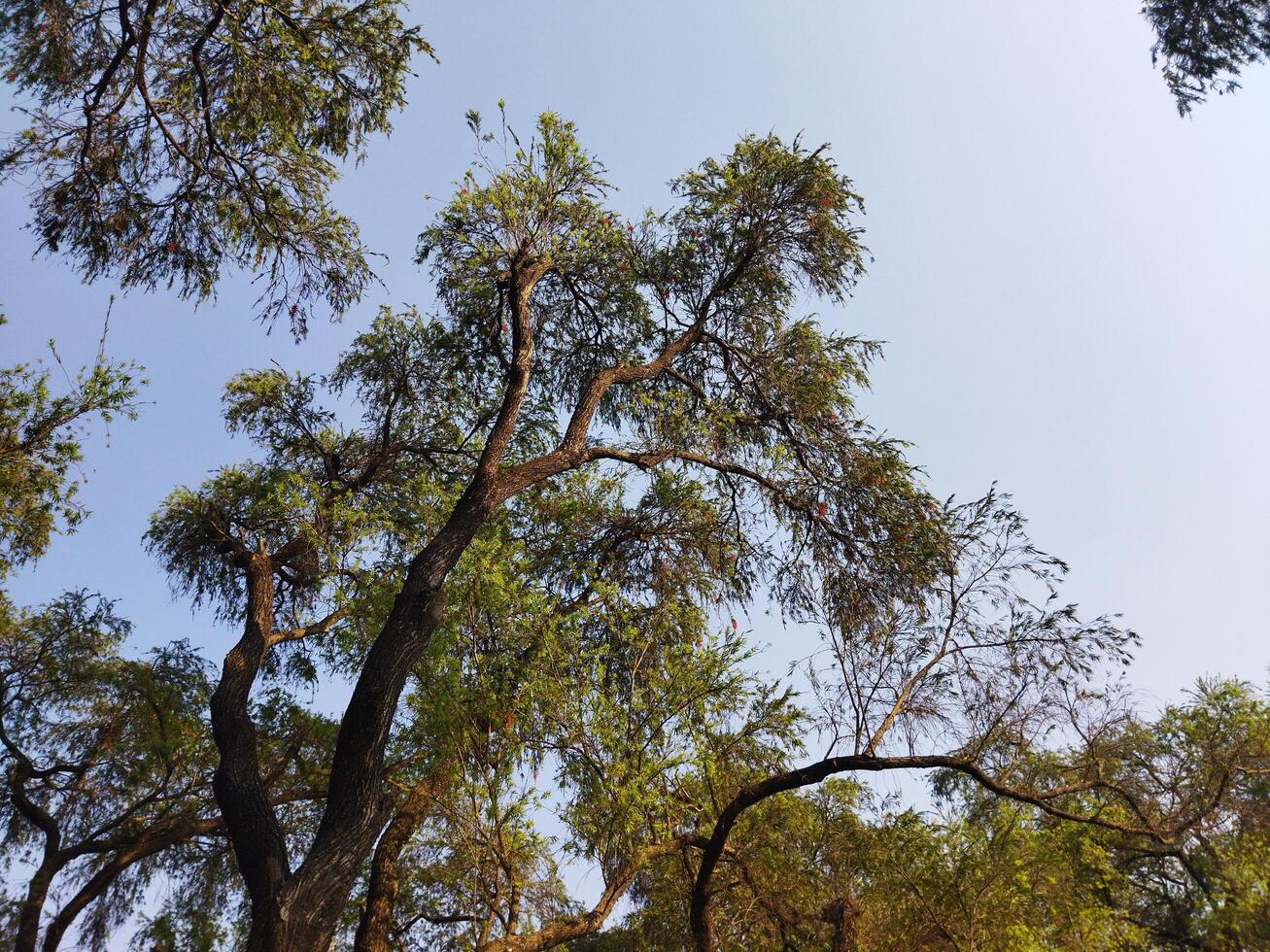 uma Visão do uma cerca e uma árvore dentro a distância foto