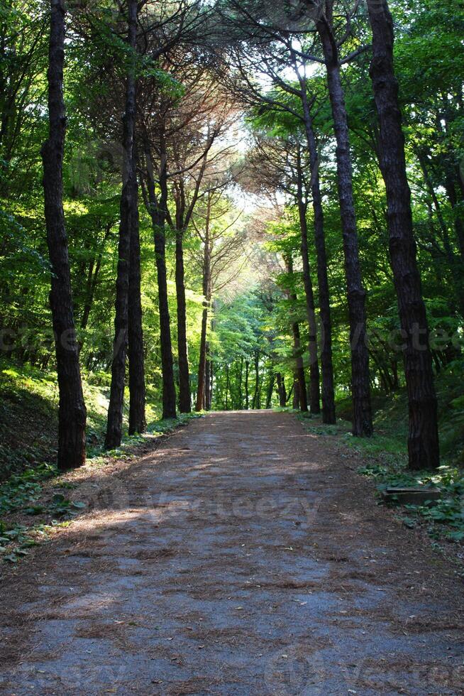 Istambul Belgrado floresta. sujeira estrada entre pinho árvores endêmico pinho árvores foto