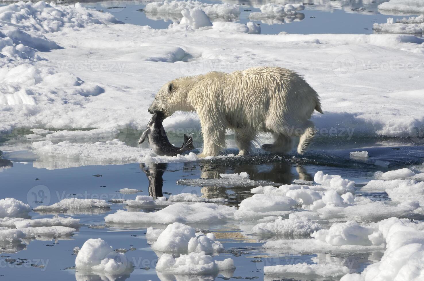 fêmea polar urso, Ursus marítimo, arrastando uma anelado selo, pusa hispida ou phoca hispida, e acompanhado de dois filhotes, Svalbard arquipélago, barents mar, Noruega foto