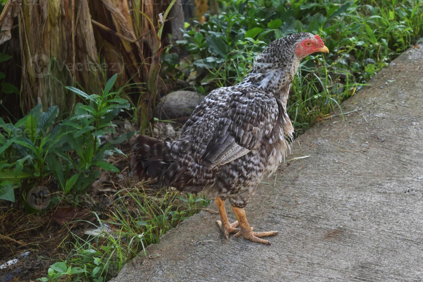 uma frango estava olhando para Comida dentro uma pequeno Vila foto